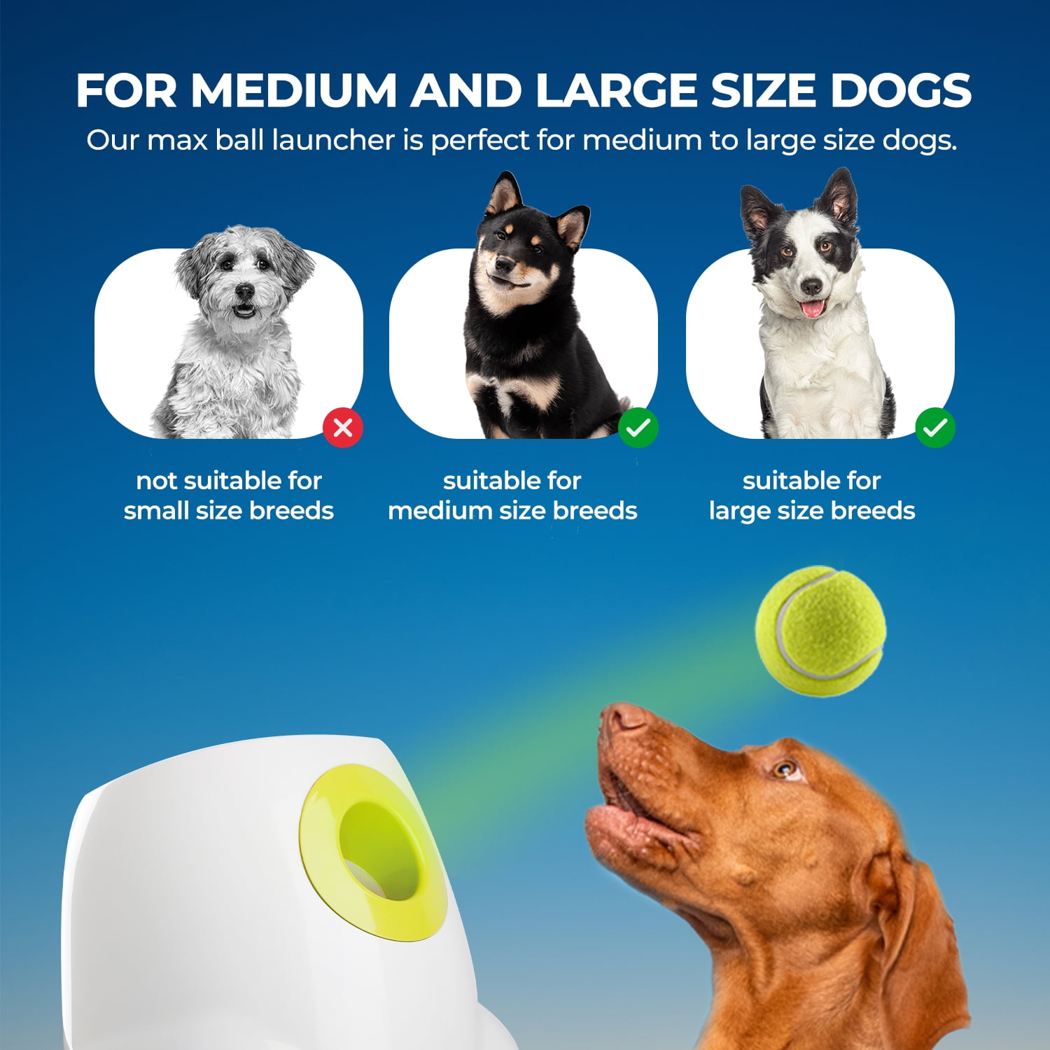 All For Paws Automatic Tennis Ball Launcher for Medium & Large Dogs, 6 Balls Included, Maxi