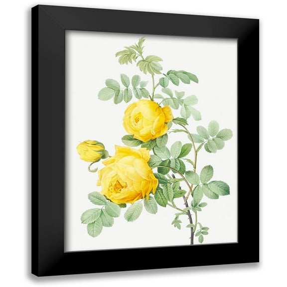 Pierre Joseph Redoute 12x14 Black Modern Wood Framed Wall Art Titled - Rosa Hemisphaerica, Yellow Rose of SulfurÂÂ
