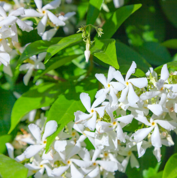 Green Confederate Star Jasmine Plant Live for Planting, Jasmine Flower Plant for Outdoor 4 to 6 Inch Tall