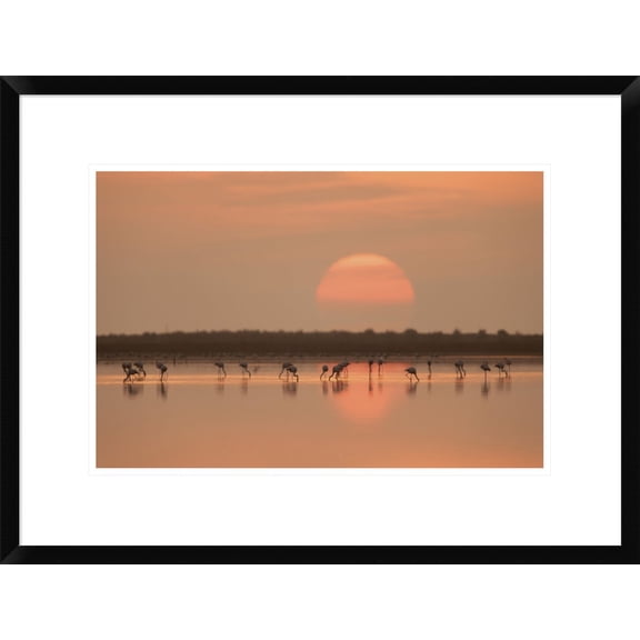 Global Gallery Joan Gil Raga 'Flamingos At Sunrise' Framed Wall Art