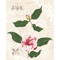 thumbnail image 2 of Miller, Dianne 20x24 White Modern Wood Framed Museum Art Print Titled - Diannes Camelias III, 2 of 4
