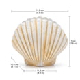 thumbnail image 3 of Creative Shell Shape Resin Flower Pot Planter for Home, Coastal Style Pot Container for Succulent Plants, Indoor Outdoor Decorative Garden Holder for Beach Theme Home Decoration 11.5*10.5*7*11.5cm, 3 of 7