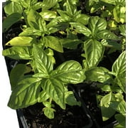 Basil,Genovese Plant, (Ocimum basilicum) 2.5 inch pot