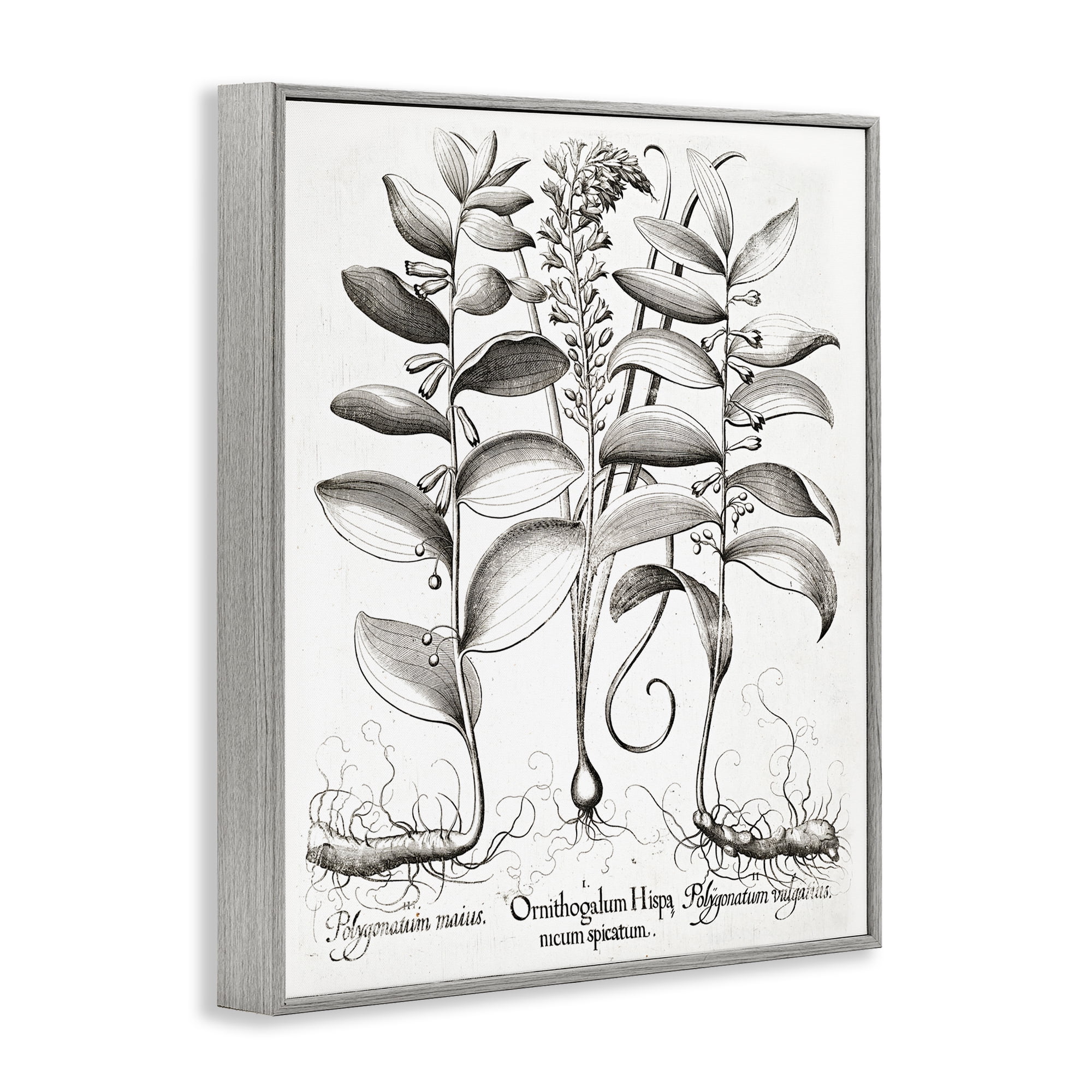 Vintage Botanical Root Study Gray Framed Giclee Art, design by Lettered and Lined