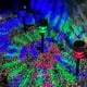 thumbnail image 5 of Luces Solares LED para Exteriores | Focos de jardín con energía solar para pasillo de patio | Resistente al agua IP65 | Panel de alta eficiencia | Encendido/apagado automático | Paquete de 3 | Fácil, 5 of 7