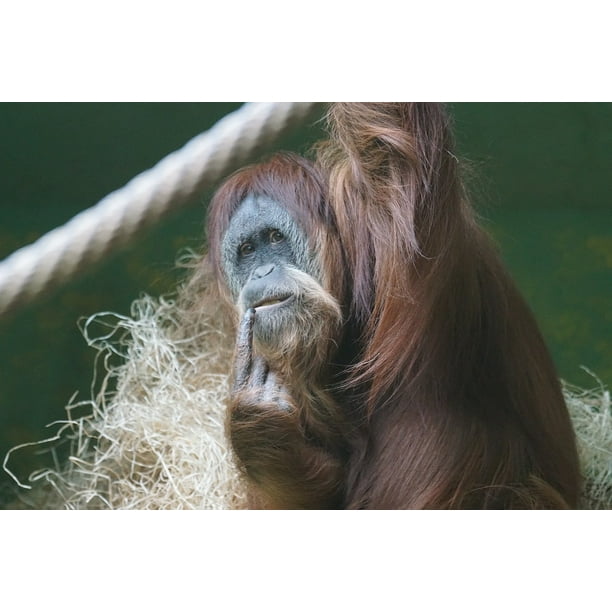 Peel n Stick Poster  of Ape Primate Orang  Utan  Thinking 