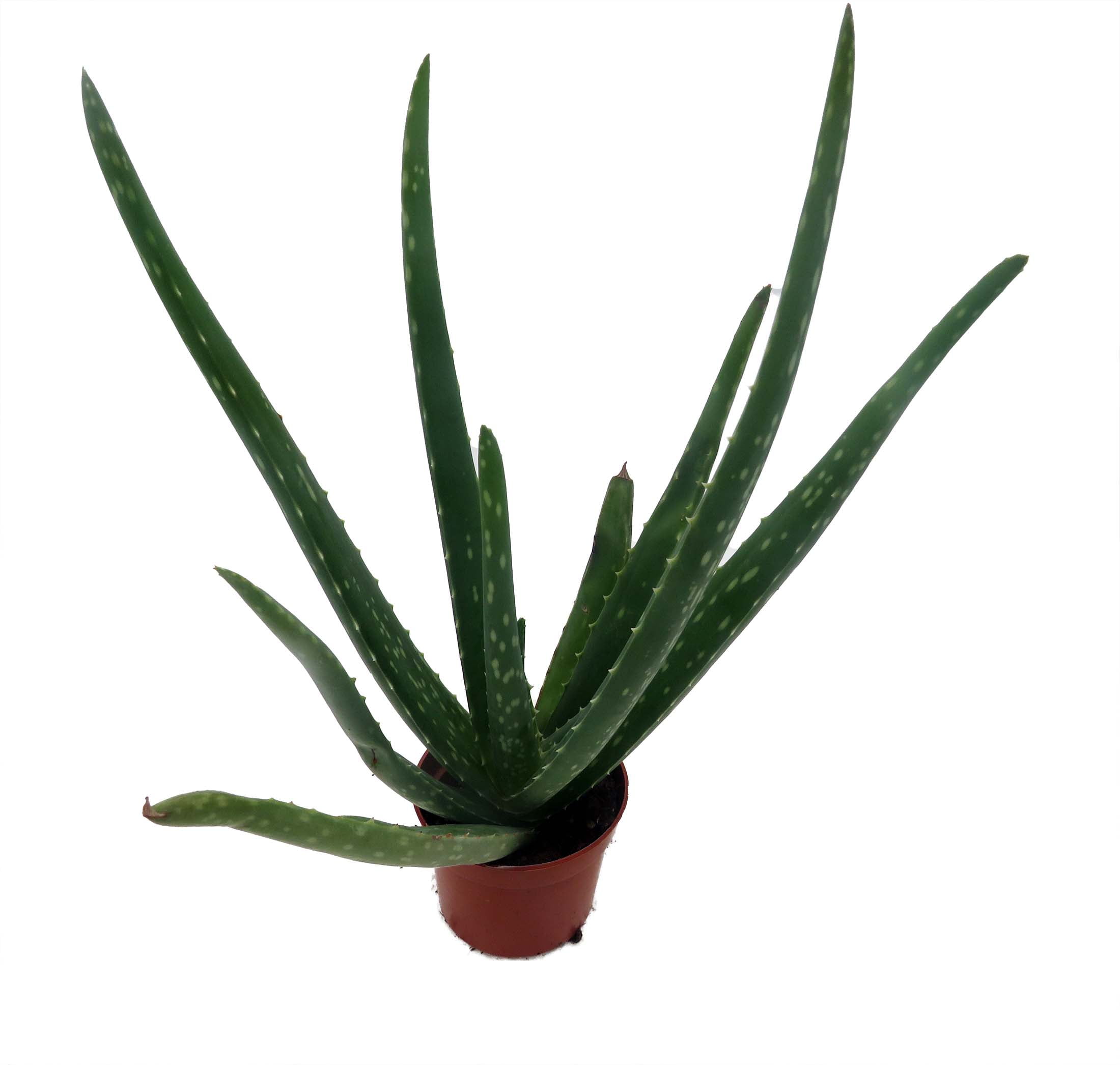 aloe vera shaving gel Groomane Shaving Gel main image 1