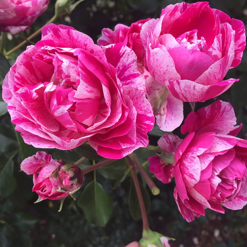 Heirloom Roses Rose Bush - Raspberry Cream Twirl™ Climbing Roses , Live Rose Plant