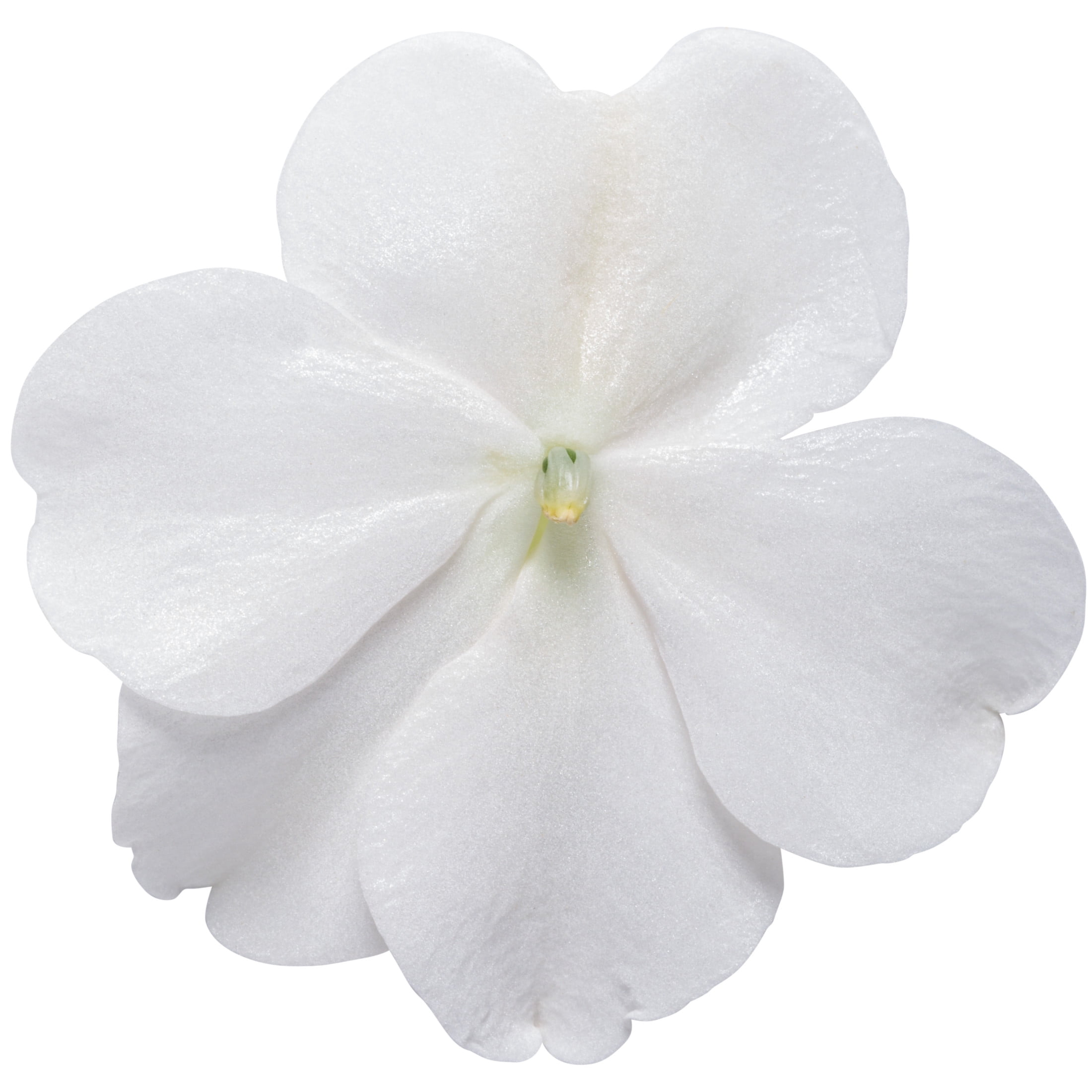 Proven Winners 4"  Soprano White Bedding Impatiens Live Plant in 4.25" Pot (4 Count)