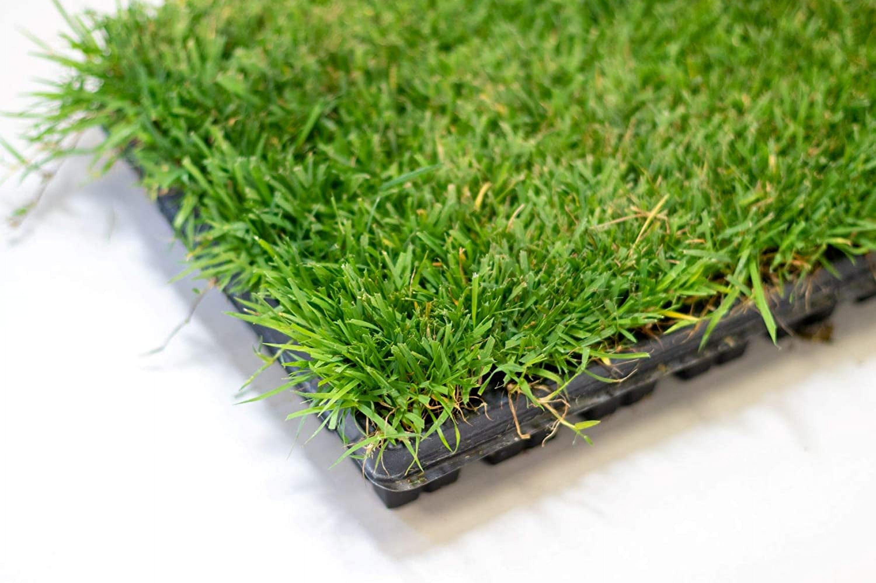 Zoysia Plugs - 50 Full & Lush Grass Plugs