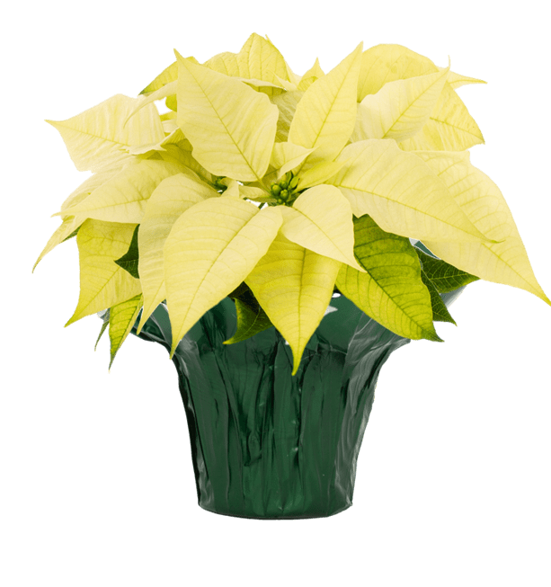 Holiday Time 1PT White Poinsettia Live Annual Plant Sun 6-Pack