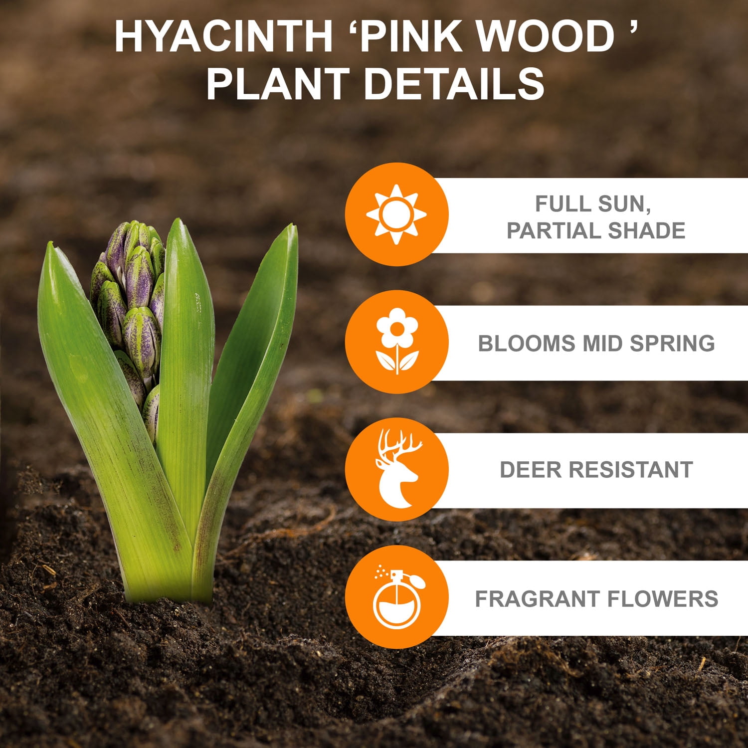 Garden State Bulb Pink Wood Hyacinth Flower Bulbs, 8/10cm, Fragrant (Bag of 100)