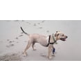 thumbnail image 5 of Healers Medical Elastic Wrap Leg Bandage for Dogs, Medium, 24" Long, includes 2 gauze pads, 5 of 6