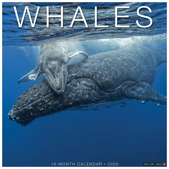 Whales 2026 Wall Calendar, (Paperback)