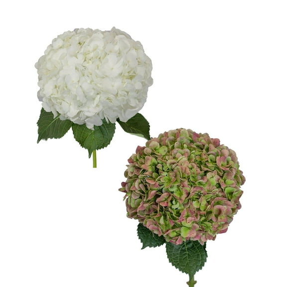 Hydrangeas - Jumbo 12 Stems of White and Antique Green, Farm Direct, Farm Direct Fresh Cut Flowers by Bloomingmore