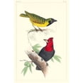 thumbnail image 3 of Lemaire, C.L. 17x24 Black Modern Framed Museum Art Print Titled - Lemaire Birds II, 3 of 5
