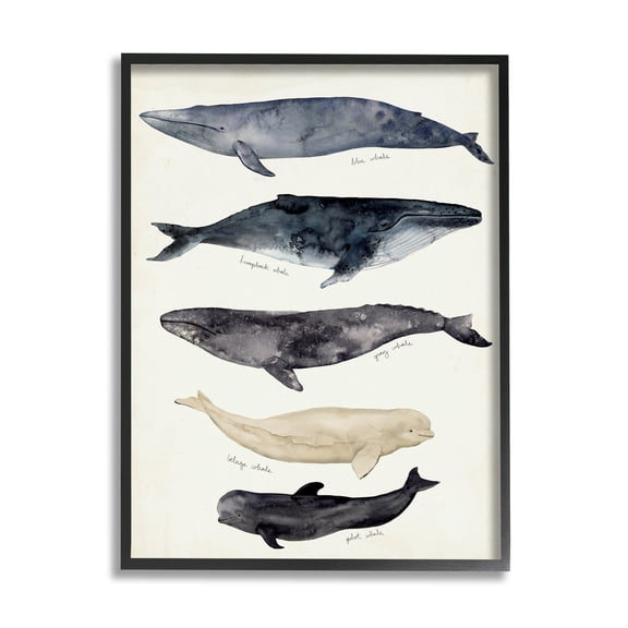 Stupell Industries Antique Whale Chart Large Vintage Nautical Animals Vintage Painting Black framed Art Print Wall Art, 11 x 14, Design by Victoria Barnes