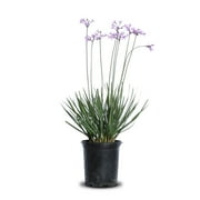 Expert Gardener 1gl Garlic Society