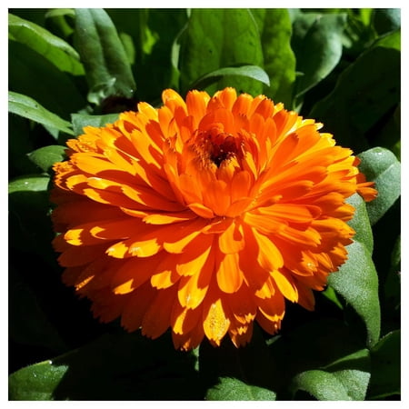 Everwilde Farms - 1/4 lb Orange King Zinnia Garden Flower Seeds - Gold Vault Bulk Seed Packet