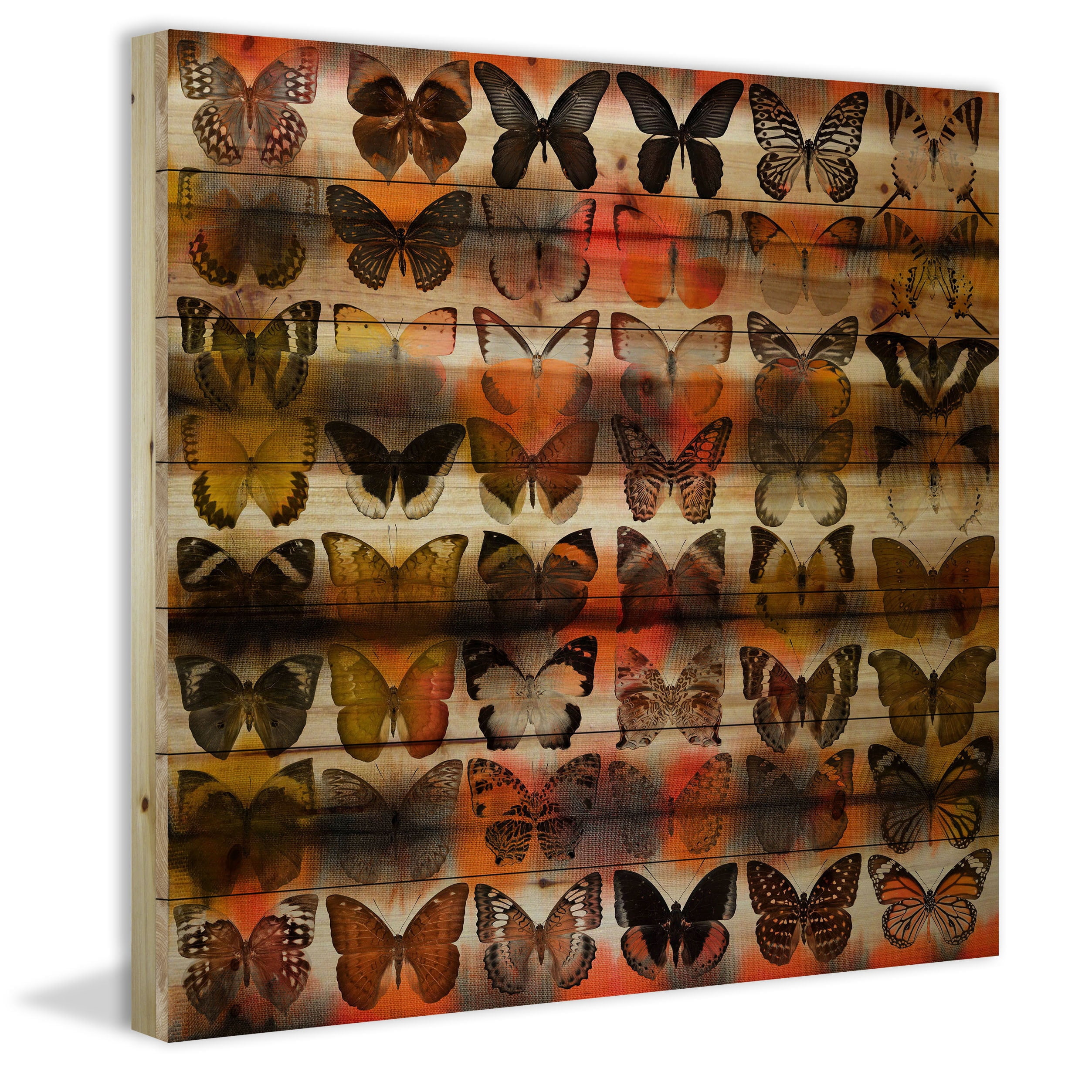 Parvez Taj Moths in Rows Pinewood Wall Art, 32" x 32"