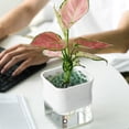 thumbnail image 4 of IDEANATEGRATE 1Ud Maceta Autorriego Transparente Para Control De En Plantas Y Suculentas, 4 of 8