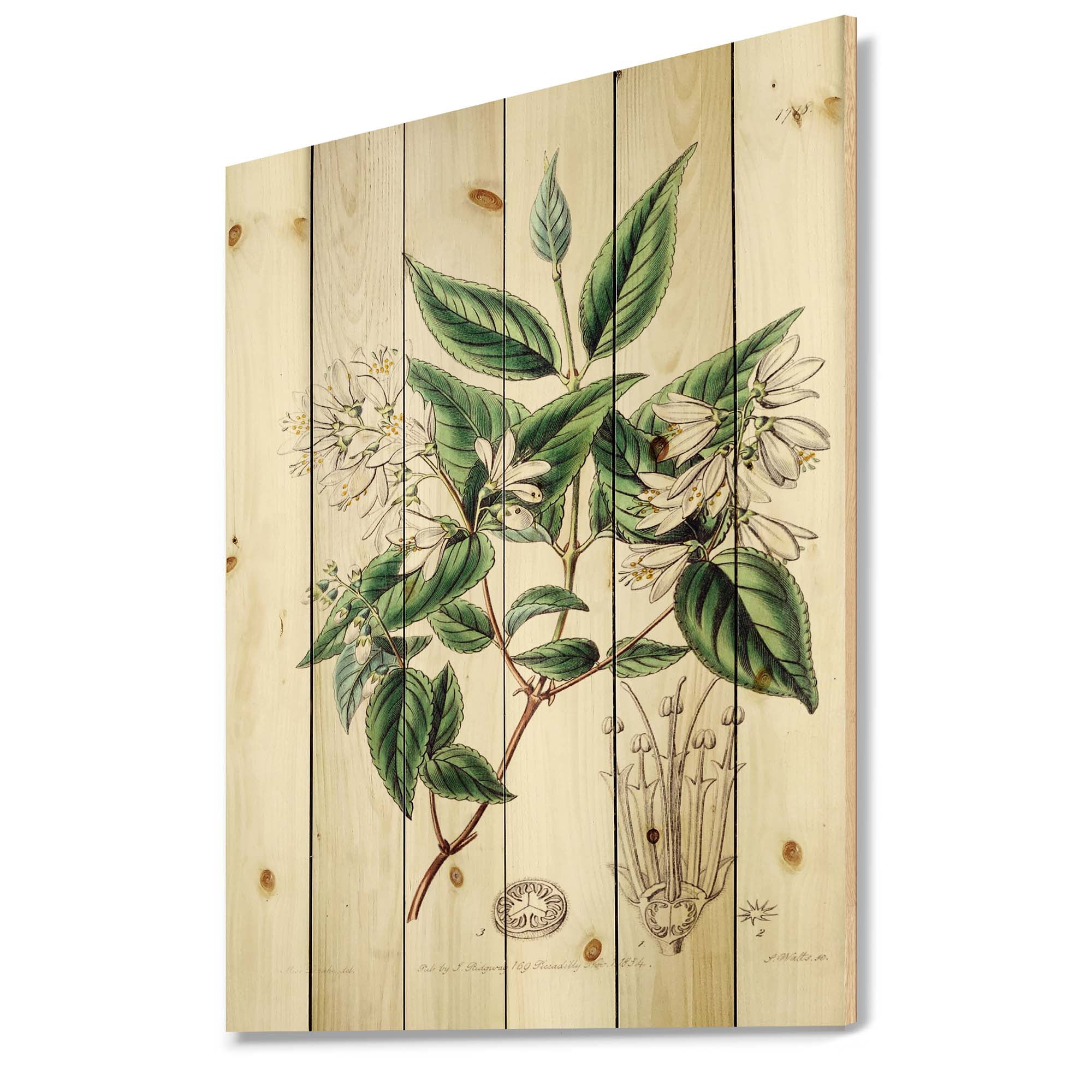 Designart 'Ancient Botanicals X' Traditional Print on Natural Pine Wood