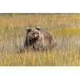 thumbnail image 2 of Jones, Adam 24x17 White Modern Wood Framed Museum Art Print Titled - Grizzly bear cub crossing grassy meadow-Lake Clark National Park and Preserve-Alaska-Silver, 2 of 4