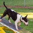 thumbnail image 2 of Country Brook Petz - Tie Dye Stripes Martingale Dog Collar with 14 Uniqe Designs for Any Style, 2 of 6