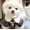 JL, variant on TYShandao Pet Collar, Pet Pearl Necklace, Cat and Dog Pearl Collar