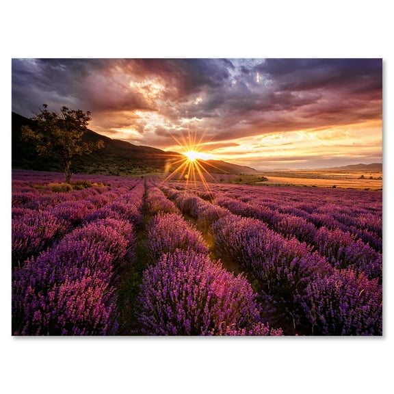 Designart ' Dramatic Clouds and Sunrise Over Lavender Field IV ' Farmhouse Canvas Wall Art Print
