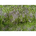 thumbnail image 4 of oneOone Cotton Cambric Light Green Fabric Animal Skin Dress Material Fabric Print Fabric By The Yard 42 Inch Wide-V94, 4 of 4