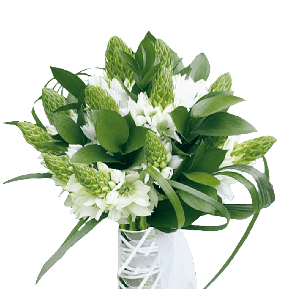 40 Stems of Star of Bethlehem Beautiful Fresh Cut Flowers Express