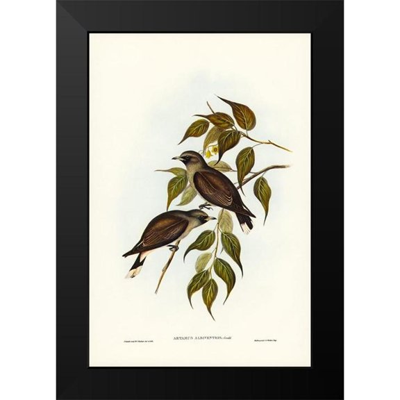 Gould, John 11x14 Black Modern Framed Museum Art Print Titled - White-vented Wood Swallow-Artamus albiventris