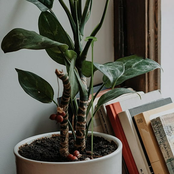 BESTYASH Flower Stakes Sticks Durable Green Fiberglass for Plant Support 20Pcs