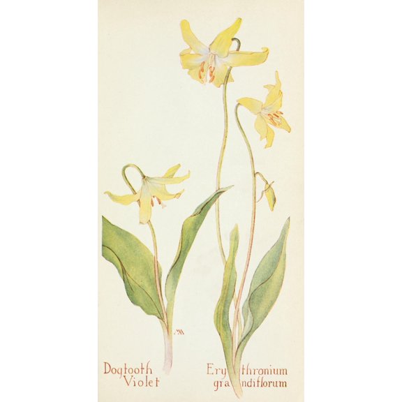 Western Wild Flowers 1915 Dogtooth Violet Canvas Art - M Armstrong (18 x 24)