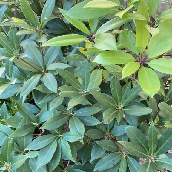 Florida Anise - Illicium floridanum