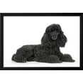 thumbnail image 2 of Black Poodle Lying Down, Framed Art Print Wall Art Sold by Art.Com, 2 of 5