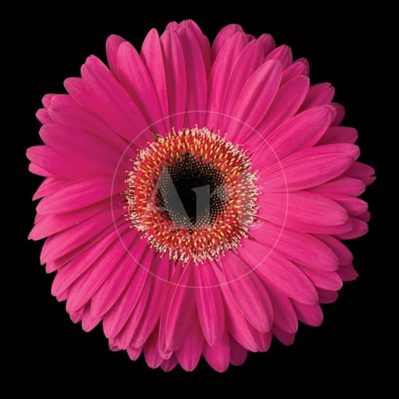 Pink Gerbera Daisy, Botanical Unframed Photographic Print Wall Art by Jim Christensen Sold by Art.Com