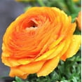 thumbnail image 4 of Easy to Grow Ranunculus Tropical Sunset 30 Buttercup Plant Bulbs Spring Flowers, 4 of 4