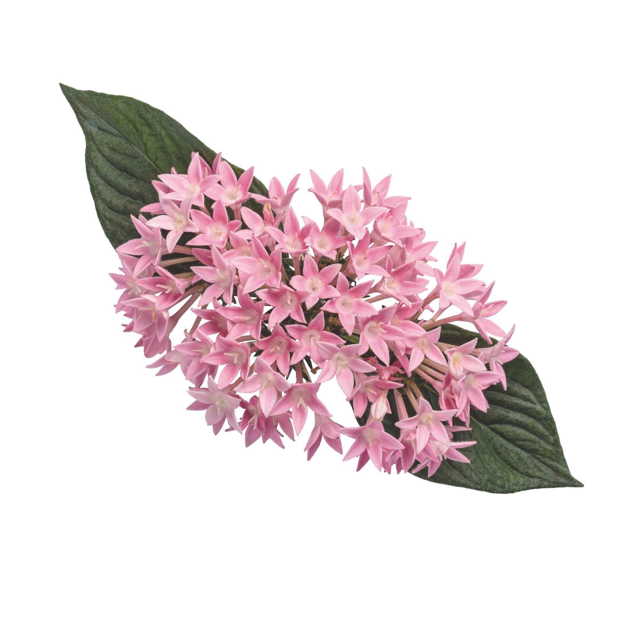 Proven Winners 4" Sunstar Pink Egyptian Star Flower Live Plant in 4.25" Pot (4 Count)