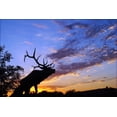 thumbnail image 1 of 24"x36" Gallery Poster, Moose at sunset, 1 of 1
