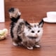 thumbnail image 3 of Gato artificial de peluche para manualidades, espécimen de gato para el hogar, sala de estar (ceniza negra) Ehuebsd  libre de BPA, 3 of 7
