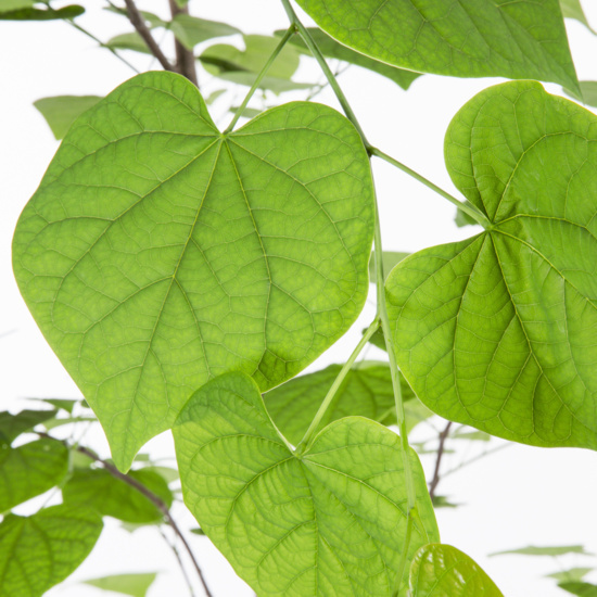 Expert Gardener Redbud Live Tree in 3.75-Gallon Grower Pot