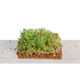 thumbnail image 2 of Envelor Coco Fiber Grow Mat for Microgreens 10x20 Inches Coconut Coir Seed Starter Liner for Growing Trays,Hanging Baskets,Seed Starter Tray,Planter Sheets & Indoor Outdoor Plants, 120 Wholesale Pack, 2 of 4
