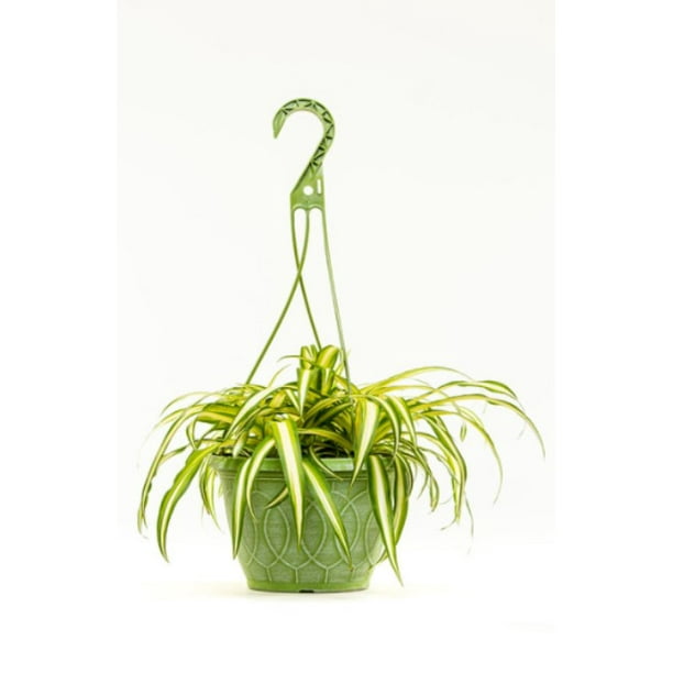 Spider Plant Indoor Live Plant Hanging Basket 3QT