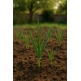 thumbnail image 3 of 8 Pack Fresh Red Hardneck Garlic Bulbs – Great for Planting, Growing Your Own Garlic, or Cooking – Non-GMO & Organic, 3 of 5