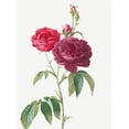 thumbnail image 2 of Redoute, Pierre Joseph 25x32 White Modern Wood Framed Museum Art Print Titled - Purple French Rose, Rosa gallica purpuro violacea magna, 2 of 4