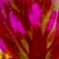 thumbnail image 3 of Tenoever, William 20x20 Black Modern Framed Museum Art Print Titled - Owl Clover in Bloom 4, 3 of 5