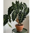 thumbnail image 3 of Alocasia Amazonica Live Plant - African Mask Plant - Amazonian Elephant Ear - Houseplant in 4" pot, 3 of 5