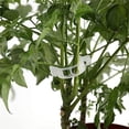 thumbnail image 4 of 100/200/300/500Pcs Plant Support Garden Clips Easy to Use Wide Application Plant Tomato Vine Vegetable Fastening Clips, 4 of 7